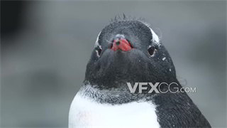 实拍视频野生动物南极洲企鹅特写拍摄