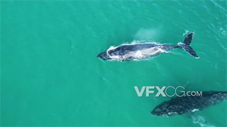 实拍视频现代哺乳动物最适应水中生活者鲸鱼