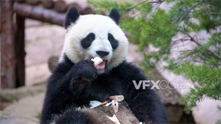 实拍视频素材国宝形态可掬大熊猫进食4K分辨率