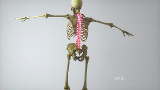 C4D制作3D发光脊柱人体骨骼医学展示模型
