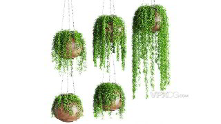 3DSMAX建模吊篮悬挂垂直生长类植物模型