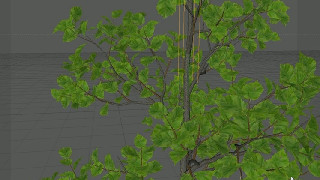 C4D Xfrog制作树木绿植生长过程视频教程