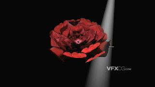 C4D不规则多边形建模玫瑰花制作视频教程