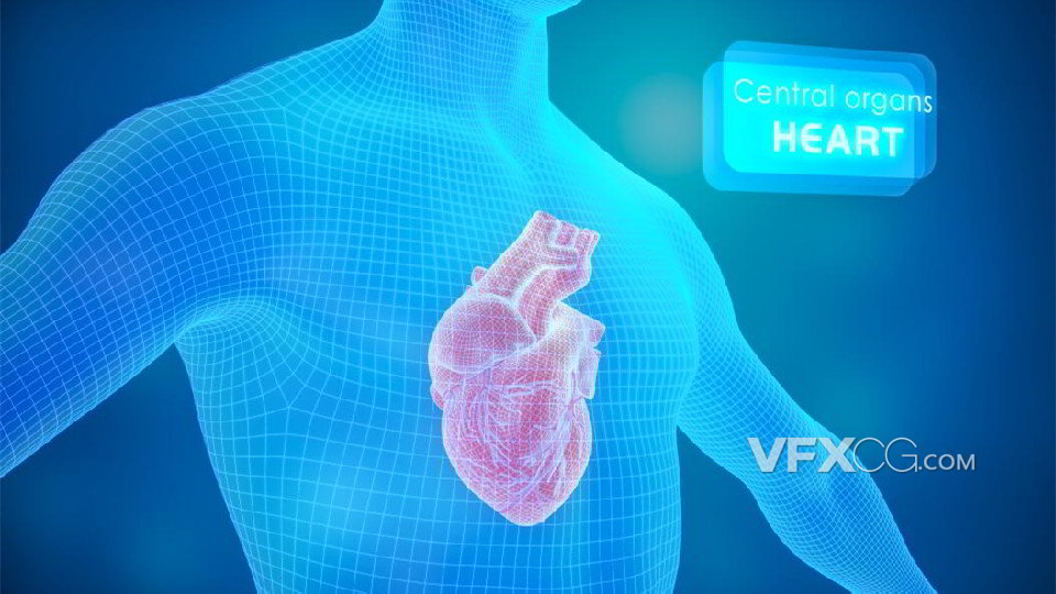 C4D制作健康医疗人体透视心脏器官模型