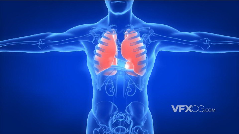 C4D制作医学研究人体构造肺部展示场景模型