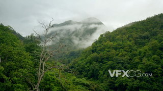 4K枯木绿叶群山雾海壮观震撼航拍视频