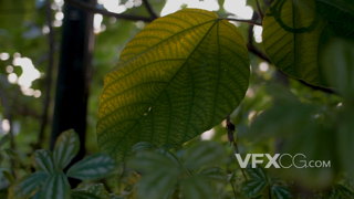 树林里近景拍摄树木树叶的实拍视频