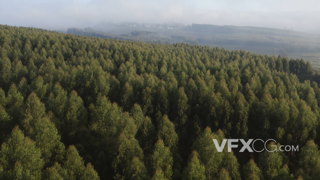 4K穿梭在森林上空的航拍实拍视频