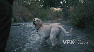 在森林河道中主人和小狗一起玩耍的温馨实拍视频