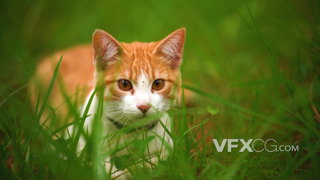 一只匍匐在草丛中注视着前方的橙猫的实拍视频