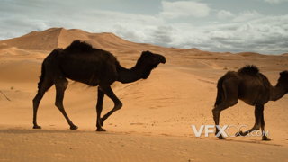 炎热的戈壁沙漠上有一队骆驼迅速的从身边走过的实拍视频
