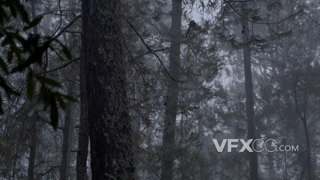昏暗的天空下狂风暴雨中的松树林的实拍视频