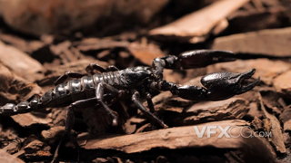 蝎子在铺满枯木的土地上缓慢的摸索爬行的实拍视频