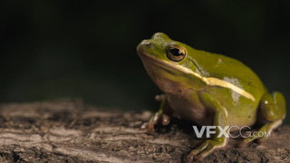 呆在木头上盯着一个方向的绿色小青蛙