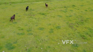 航拍牛群在草原上自由奔跑的实拍视频