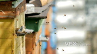 蜜蜂在蜂箱口来回飞舞辛勤工作的实拍视频