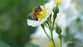 实拍蜜蜂在一朵白花上授粉的宏观特写视频