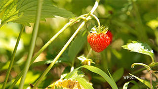 观察单个新鲜草莓成长记录特写实拍视频