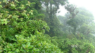 清晨浓雾下的热带雨林树木野外实拍视频