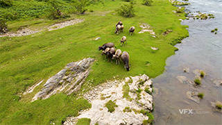 低空拍摄河边的集体水牛4K航拍视频素材