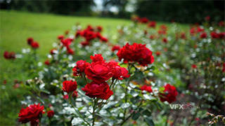 户外实拍红色玫瑰花植物视频素材