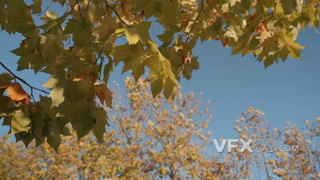 枫树上枫叶被微风飘动的慢镜头实拍视频