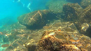 潜水爱好者实拍水下生活的一群鱼视频