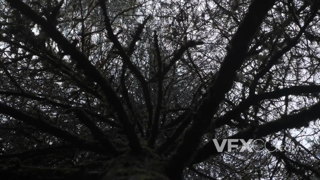 神秘窒息的森林中昏暗的环境和遮天蔽日的树木实拍视频