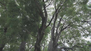 绿绿葱葱的树底下仰望角度的影视级色调实拍视频