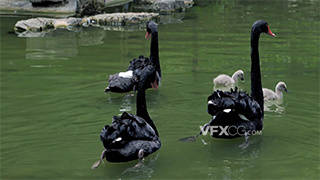 动物园水池中黑天鹅宝宝游水实拍视频