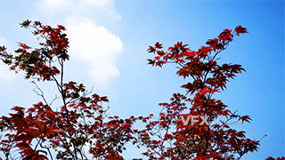 实拍秋天红色枫叶植物特写视频素材