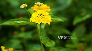 黄色鲜花唯美高清视频实拍素材