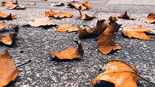 实拍秋天路面风景落叶枫叶视频素材