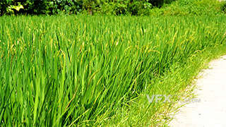 实拍夏季乡村水稻风光意境视频素材