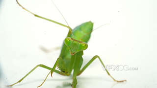简洁绿螳螂动物昆虫实拍视频