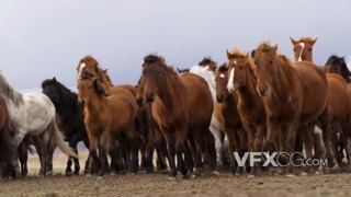 雄壮的骏马群奔跑在草原上的实拍视频