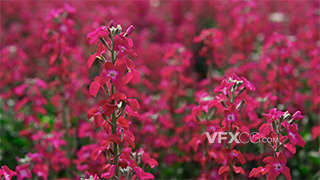 4k唯美小清新自然盛开紫罗兰花朵视频