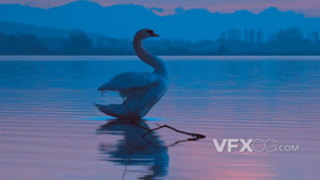 唯美的湖水上优雅的伸展身姿的天鹅的实拍视频