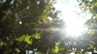 透过茂密的树枝照射下来的明媚阳光的实拍视频