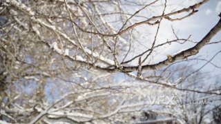 冬季安静祥和的雪天里树枝的实拍视频