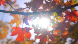 4k分辨率实拍唯美枫叶阳光透过植物视频