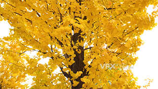 实拍风吹金黄银杏树叶实拍空镜头视频