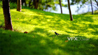 实拍小清新阳光照射下草坪觅食的小鸟