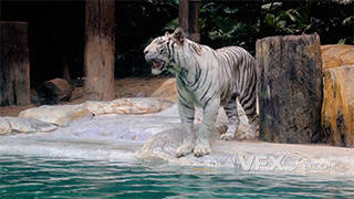 虎年动物园动物猛兽白虎素材实拍视频