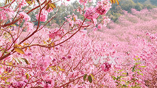 浪漫春天漫山遍野盛开粉色风铃花实拍视频