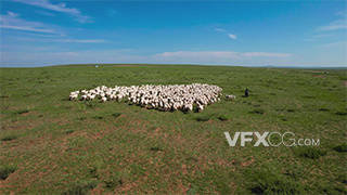 航拍草原上散落的羊群及牧羊人实拍视频