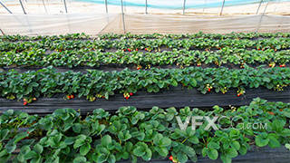 航拍塑料大棚草莓种植农业生产实拍视频