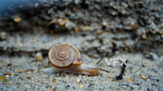 实拍雨后墙角爬行的蜗牛特写意境视频素材