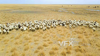实拍金色草原羊群奔跑放牧航拍视频
