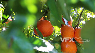 实拍老橘园果园所选焦点模糊背景视频素材